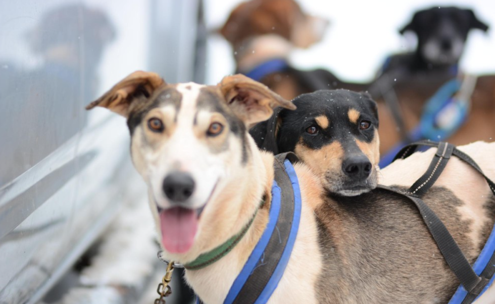 Mushing Špindlerův mlýn 